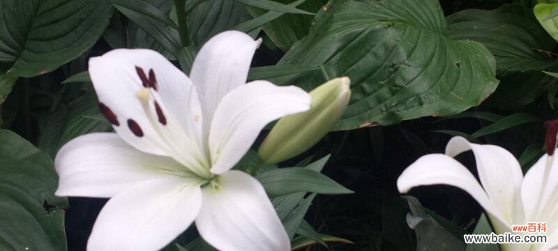 探究百合花语背后的故事与寓意 百合花语的含义及其象征意义
