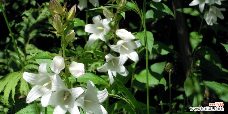 传递希望与美好的祝福 风铃草花语与意义