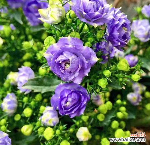 传递希望与美好的祝福 风铃草花语与意义