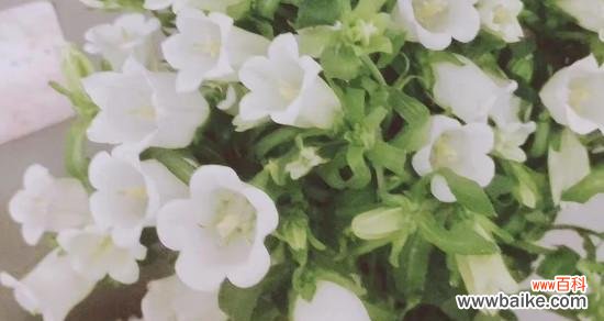 传递希望与美好的祝福 风铃草花语与意义