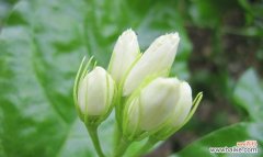 传递真挚情感 茉莉花的花语与寓意