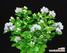 花中佳人 茉莉的寓意