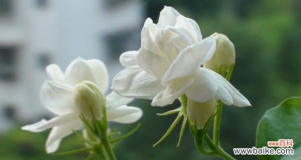 探寻茉莉花的内涵与象征 茉莉花的花语