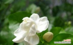 清香芬芳 茉莉花的花语与寓意