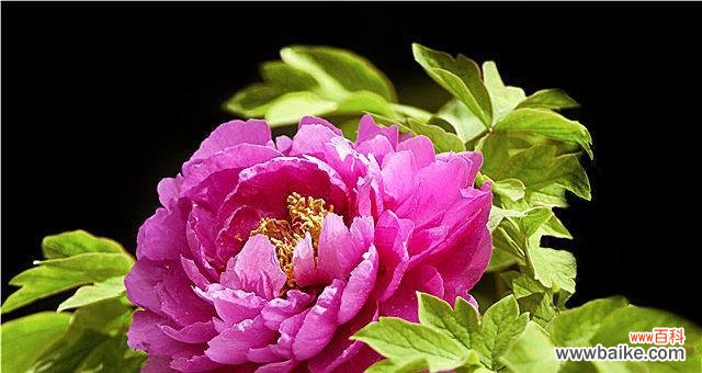 探寻洋牡丹的内涵与神秘 洋牡丹之美