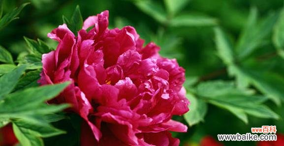 探寻牡丹之美 牡丹花的象征意义及文化价值