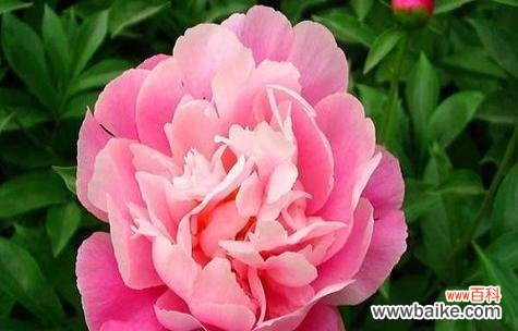 盛世之花 牡丹花