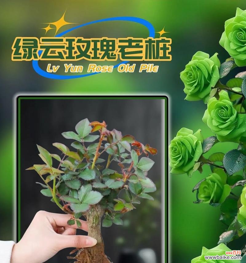 绿色玫瑰代表了哪些花语?