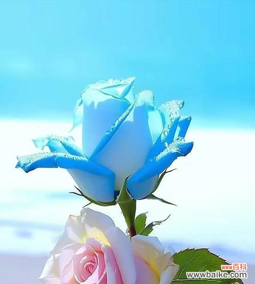 白中带蓝的玫瑰花代表什么含义？