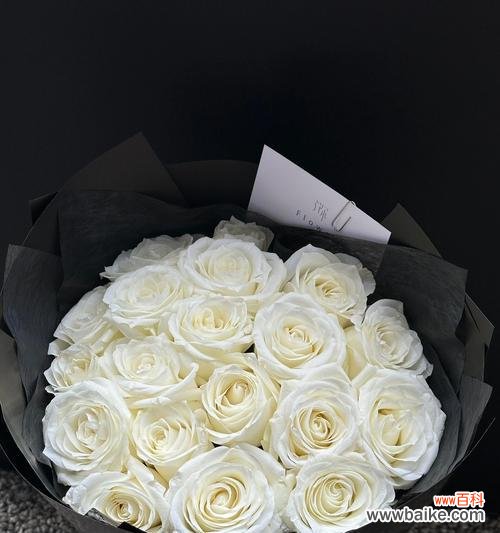 白中带蓝的玫瑰花代表什么含义？