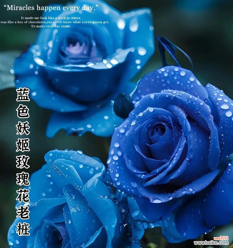 白中带蓝的玫瑰花代表什么含义？