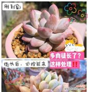 植物徒长现象说明什么？