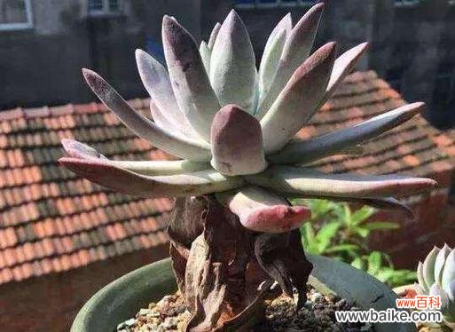 植物徒长现象说明什么?