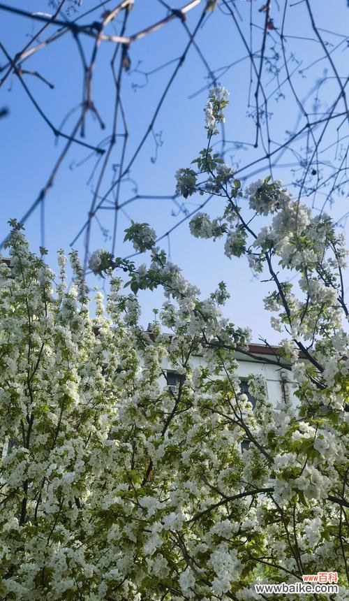 哪些花卉象征着上进和成功？上进花卉有哪些？