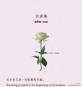 白玫瑰与粉玫瑰花语有何不同？各自的含义是什么？