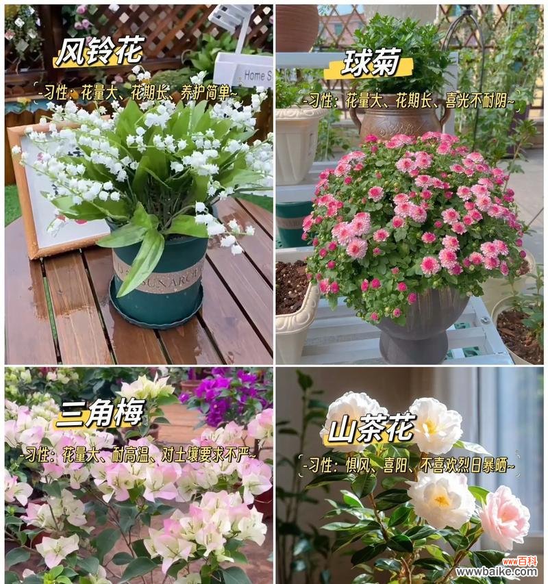 盆栽中哪种花的花语最好？盆栽花卉的花语有哪些？