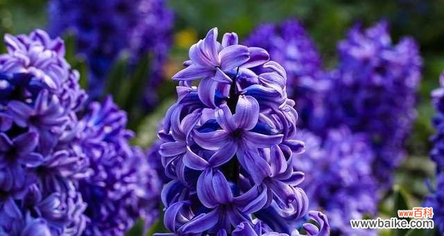 解读风信子的八种花语 风信子的花语