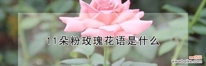 从花语中感受情感的传递和美好的爱情 解读粉玫瑰的花语——深情与爱意