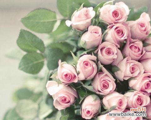 从花语中感受情感的传递和美好的爱情 解读粉玫瑰的花语——深情与爱意