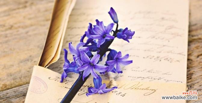 探究风信子在花语中的深刻内涵 风信子花语