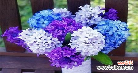 探究风信子在花语中的深刻内涵 风信子花语