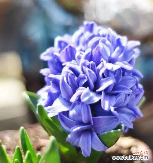 探究风信子在花语中的深刻内涵 风信子花语