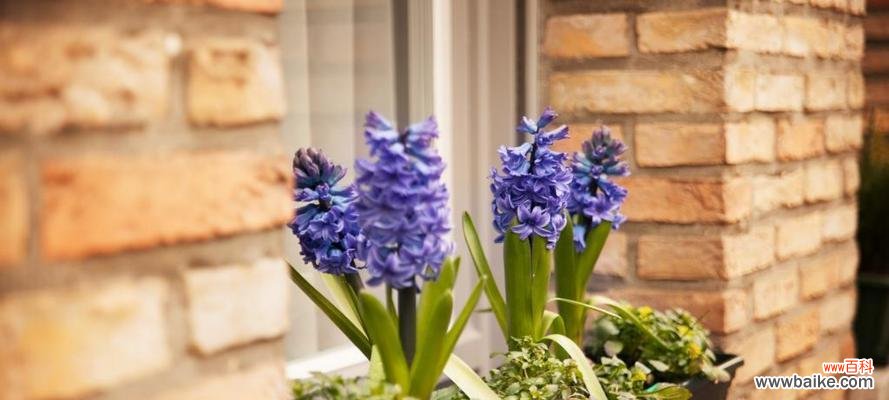 探寻风信子的美丽与意义 风信子的花语