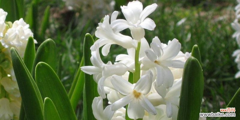 探寻风信子的美丽与意义 风信子的花语