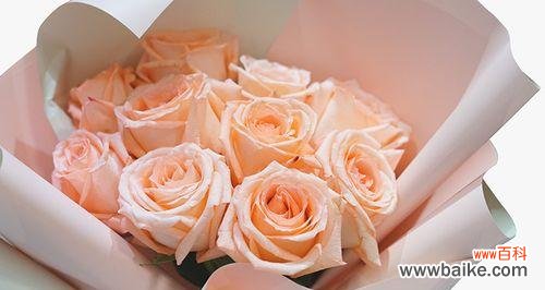 传递浪漫与温柔的花语 粉玫瑰