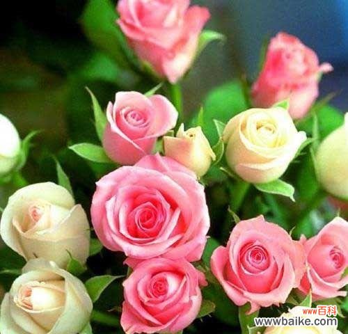 用花语解读粉玫瑰的浪漫之意 花语探秘