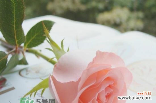 用花语解读粉玫瑰的浪漫之意 花语探秘