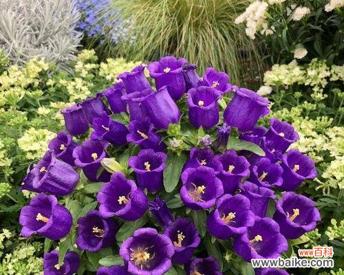 用花语解读风铃草的神秘之美 风铃草的花语