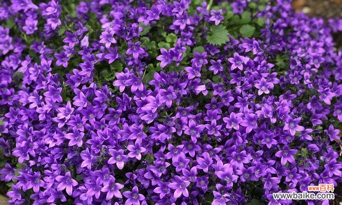 用花语解读风铃草的神秘之美 风铃草的花语