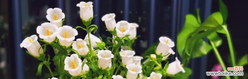 用花语解读风铃草的神秘之美 风铃草的花语