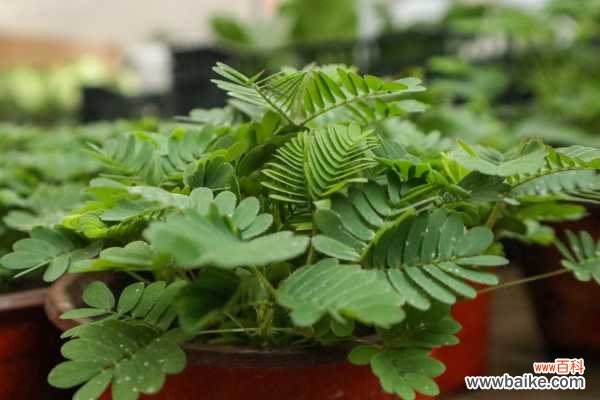 含羞草会开花吗，什么时候开花