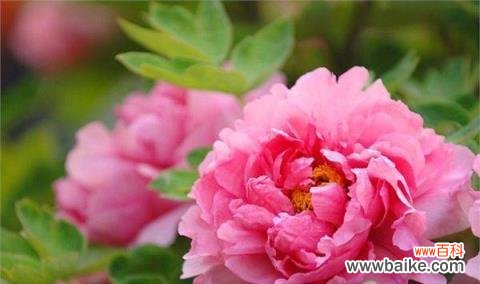 揭开牡丹花的神秘面纱 牡丹花