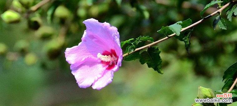 探寻木槿花的美丽与深意 木槿花的寓意与象征