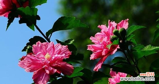 木槿花的花语意义及传承 木槿花花语之美——承诺与希望