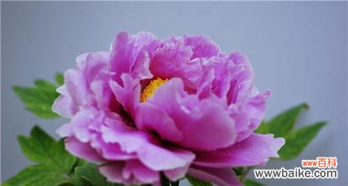 探索牡丹花的美丽内涵 牡丹花的花语与寓意