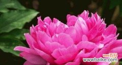 揭示牡丹的多样性和深层含义 牡丹花语——华丽、繁荣与自由