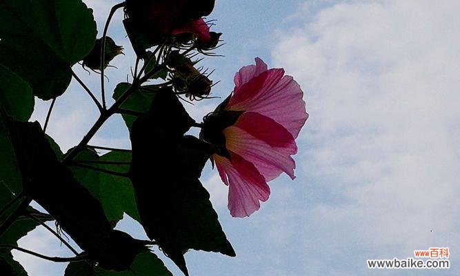 传说与花语 木芙蓉之魅力传承