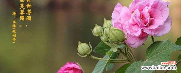 揭示木芙蓉花语的深层寓意 木芙蓉花的美丽与意义