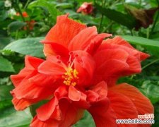 探索木槿花的神秘力量 木槿花的风水寓意和象征