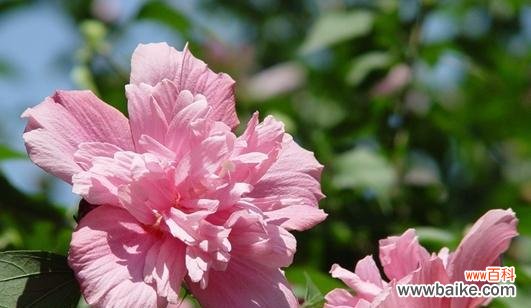 探秘木槿花的深意 木槿花的花语和寓意