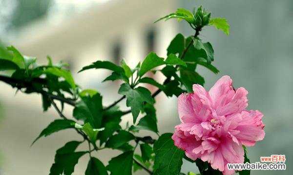 探寻木槿花的含义及其象征意义 木槿花的花语与象征