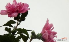 探究木槿花的象征意义与美丽内涵 木槿花的花语和寓意