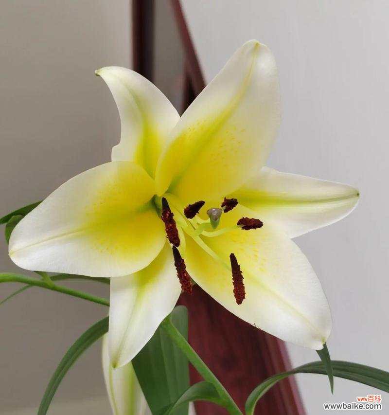 百合花常用语在花语中代表什么？