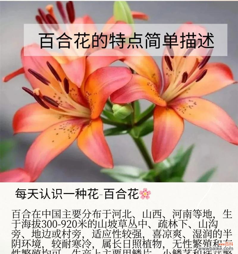 百合花常用语在花语中代表什么？