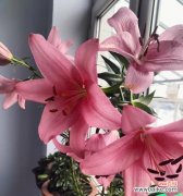 送百合花有什么特别含义？百合花象征着什么？