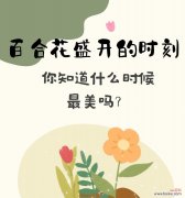 百合花有哪些用途？了解百合花的用途和意义是什么？